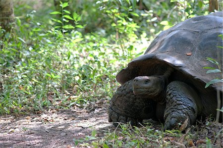 simsearch:600-03439398,k - Galapagos Giant Tortoise, île de Santa Cruz, aux îles Galapagos, Equateur Photographie de stock - Premium Libres de Droits, Code: 600-03439399