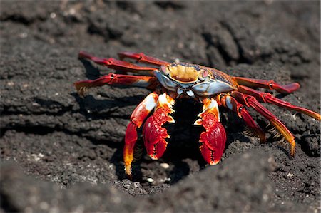 Sally Lightfoot Crab, Galapagos Islands, Ecuador Stock Photo - Premium Royalty-Free, Code: 600-03439392