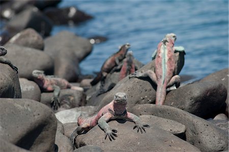 Marine Iguanas, Isla Espanola, Galapagos Islands, Ecuador Stock Photo - Premium Royalty-Free, Code: 600-03439404