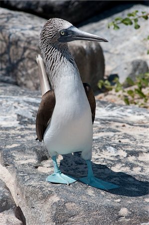 Blue-footed Booby, Isla Espanola, Galapagos Islands, Ecuador Stock Photo - Premium Royalty-Free, Code: 600-03439405