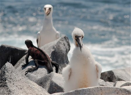 Masked Boobies and Marine Iguana, Isla Espanola, Galapagos Islands, Ecuador Foto de stock - Sin royalties Premium, Código: 600-03439407