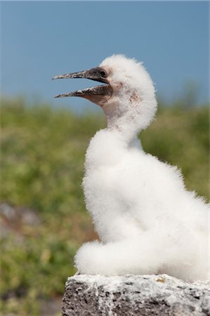 simsearch:700-00156276,k - Masked Booby Chick, Isla Espanola, Galapagos Islands, Ecuador Stock Photo - Premium Royalty-Free, Code: 600-03439408