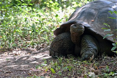 equatorien - Galapagos Giant Tortoise, île de Santa Cruz, aux îles Galapagos, Equateur Photographie de stock - Premium Libres de Droits, Code: 600-03439400