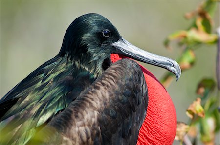 Magnificent Frigate Bird, Genovesa Island, Galapagos Islands Foto de stock - Sin royalties Premium, Código: 600-03439416