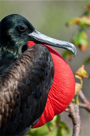 simsearch:700-06894999,k - Magnificent Frigate Bird, Genovesa Island, Galapagos Islands Foto de stock - Sin royalties Premium, Código: 600-03439417