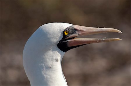 Masked Booby, île Genovesa, aux îles Galapagos, Equateur Photographie de stock - Premium Libres de Droits, Code: 600-03439418
