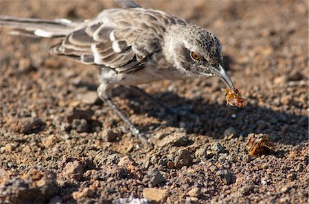 simsearch:600-03439401,k - Galapagos Mockingbird, Genovesa Island, Galapagos Islands, Ecuador Foto de stock - Sin royalties Premium, Código: 600-03439419