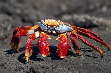 simsearch:6119-09238841,k - Sally Lightfoot Crab, Galapagos Islands, Ecuador Foto de stock - Sin royalties Premium, Código: 600-03439428