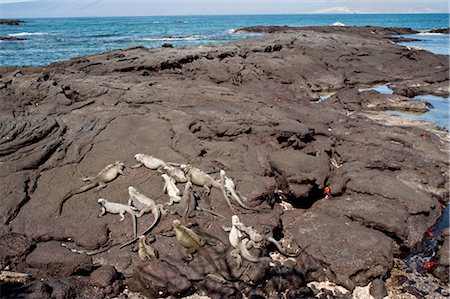 Marine Iguanas, Galapagos Islands, Ecuador Stock Photo - Premium Royalty-Free, Code: 600-03439423