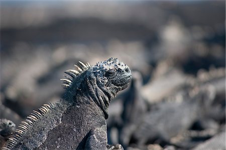 ecuador not people not amazon - Marine Iguana, Galapagos Islands, Ecuador Stock Photo - Premium Royalty-Free, Code: 600-03439434