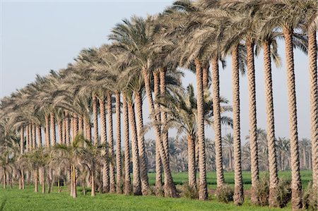 en fila india - Palm Trees, Egypt Foto de stock - Sin royalties Premium, Código: 600-03439438