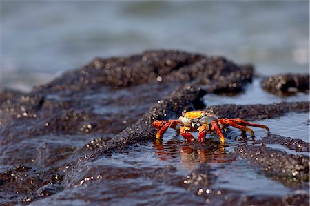 Sally Lightfoot, crabe des îles Galapagos, Equateur Photographie de stock - Premium Libres de Droits, Code: 600-03439430