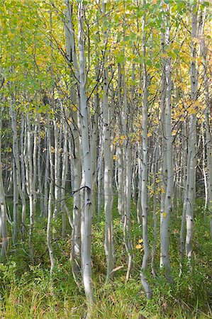 simsearch:6118-07440648,k - Grove of Aspen Trees in Early Autumn, Oregon, USA Stock Photo - Premium Royalty-Free, Code: 600-03439451