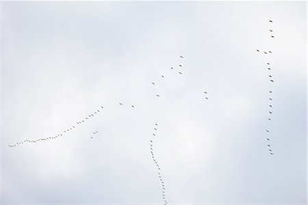 Geese Flying in V-Formation, Migrating South for Winter, Oregon, USA Fotografie stock - Premium Royalty-Free, Codice: 600-03439452