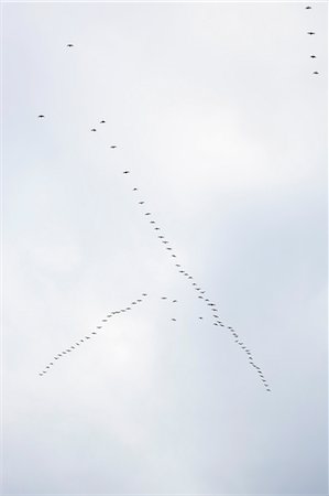 Geese Flying in V-Formation, Migrating South for Winter, Oregon, USA Fotografie stock - Premium Royalty-Free, Codice: 600-03439453