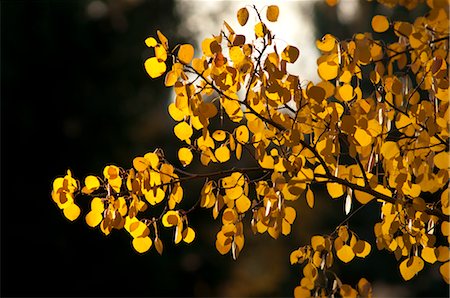 simsearch:600-02691523,k - Gros plan des feuilles d'automne, Oregon, Etats-Unis Photographie de stock - Premium Libres de Droits, Code: 600-03445243