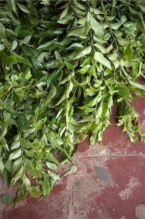 Curry Leaves, India Stock Photo - Premium Royalty-Free, Code: 600-03445314