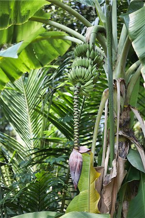 simsearch:400-05346566,k - Fleur de la banane et la banane poussant sur un arbre, Inde Photographie de stock - Premium Libres de Droits, Code: 600-03445312