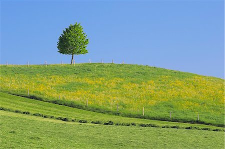 pastoral scene - Lime Tree, Bavaria, Germany, Europe Stock Photo - Premium Royalty-Free, Code: 600-03445366