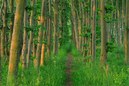 de vuelta a la naturaleza - Forest Path, Ruegen Island, Ruegen District, Mecklenburg, Mecklenburg-Vorpommern, Germany Foto de stock - Sin royalties Premium, Código: 600-03445360