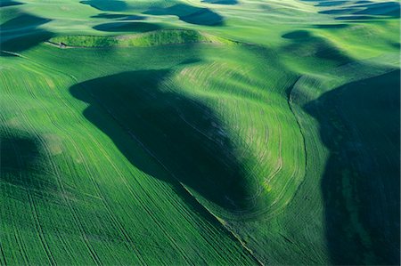 Fields, Palouse Region, Palouse, Whitman County, Washington State, USA Foto de stock - Sin royalties Premium, Código: 600-03445374