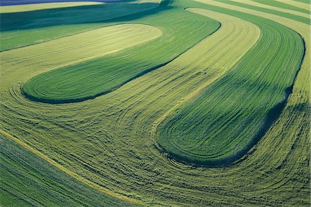 Fields, Palouse Region, Palouse, Whitman County, Washington State, USA Stock Photo - Premium Royalty-Free, Code: 600-03445378