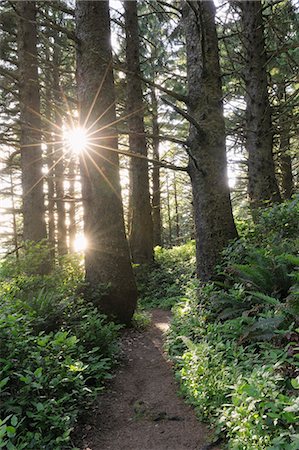 parc d'état - Forêt, parc d'état d'Ecola, Clatsop County, Oregon, Etats-Unis Photographie de stock - Premium Libres de Droits, Code: 600-03445389