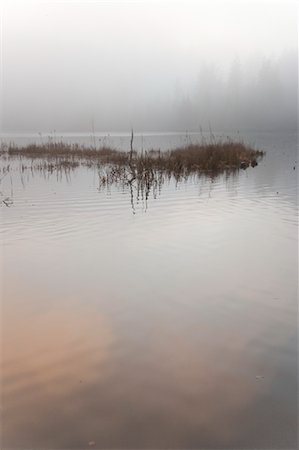 Ducks on Foggy Day, Vancouver, British Columbia, Canada Foto de stock - Sin royalties Premium, Código: 600-03446171