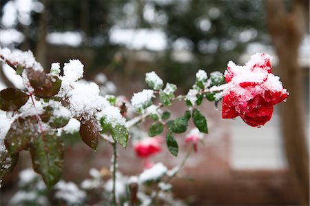 frozen vegetables - Rose couverte de neige, Houston, Texas, USA Photographie de stock - Premium Libres de Droits, Code: 600-03448802