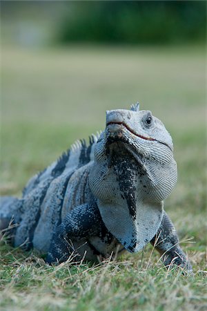 simsearch:700-03003413,k - Portrait of Lizard, Mexico Foto de stock - Sin royalties Premium, Código: 600-03456853