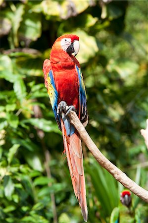 Portrait of Parrot, Mexico Foto de stock - Sin royalties Premium, Código: 600-03456864