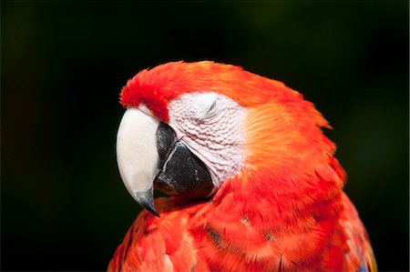 Close-up of Parrot, Mexico Foto de stock - Sin royalties Premium, Código: 600-03456861