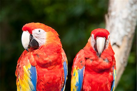 papagaio (pássaro) - Close-up of Parrots, Mexico Foto de stock - Royalty Free Premium, Número: 600-03456862