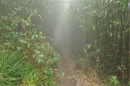 dense - Chemin à travers la forêt tropicale jusqu'au sommet du Fansipan, montagnes d'Hoang Lien, Vietnam Photographie de stock - Premium Libres de Droits, Code: 600-03450847