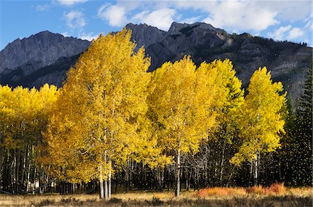 Aspen Trees in Autumn, Banff National Park, Alberta, Canada Stock Photo - Premium Royalty-Free, Code: 600-03450843