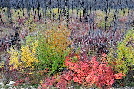 regeneración - Burnt Trees and Shrubs, Fortymile River Region, Alaska, USA Foto de stock - Sin royalties Premium, Código: 600-03450852