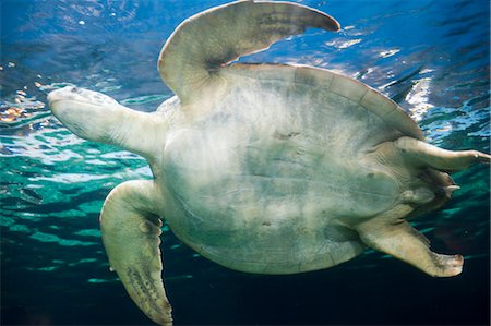 Sea Turtle, Vancouver Aquarium, Vancouver, British Columbia, Canada Foto de stock - Royalty Free Premium, Número: 600-03451004