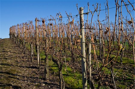 simsearch:600-03508330,k - Vineyard in Autumn, Pfalz, Rhineland-Palatinate, Germany Stock Photo - Premium Royalty-Free, Code: 600-03451494