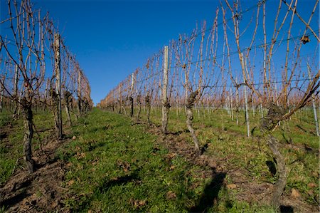 simsearch:600-05786604,k - Vineyard in Autumn, Pfalz, Rhineland-Palatinate, Germany Stock Photo - Premium Royalty-Free, Code: 600-03451496