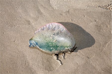 simsearch:700-03439236,k - Jellyfish, Jamaica Beach, Galveston Island, Texas, USA Foto de stock - Royalty Free Premium, Número: 600-03466444