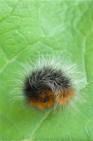 rizado - Close-up of Caterpillar on Leaf Foto de stock - Sin royalties Premium, Código: 600-03466559