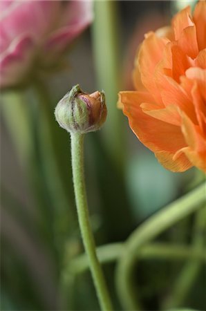 renacimiento - Close-Up of Ranunculus Foto de stock - Sin royalties Premium, Código: 600-03466564