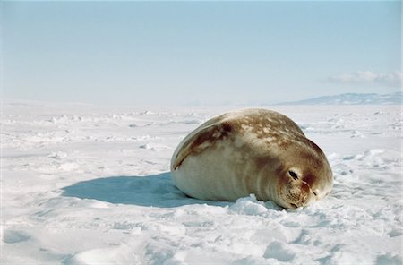 ross dependency - Weddell Seal on Frozen Ross Sea, Ross Island, Antarctica Stock Photo - Premium Royalty-Free, Code: 600-03466566