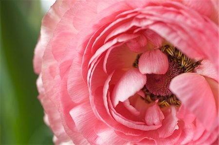 plant macro - Gros plan d'une renoncule Photographie de stock - Premium Libres de Droits, Code: 600-03466563