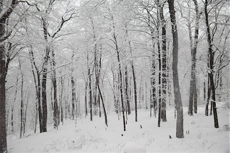 Snow Covered Forest, Tuxedo, Orange County, New York, USA Foto de stock - Sin royalties Premium, Código: 600-03460237