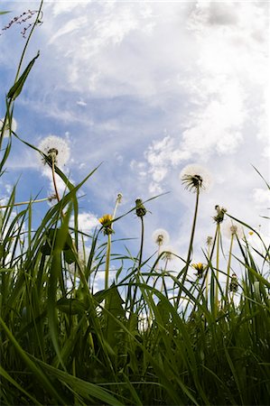 sunshine meadows - Dandelions, Salzburg, Austria Stock Photo - Premium Royalty-Free, Code: 600-03478643