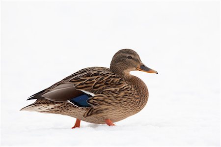 Canard colvert femelle dans la neige Photographie de stock - Premium Libres de Droits, Code: 600-03478687