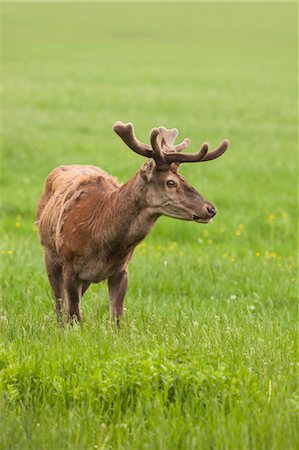 simsearch:600-03067861,k - Portrait of Red Deer, Germany Foto de stock - Royalty Free Premium, Número: 600-03478689