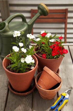 Potted Plants and Gardening Equipment on Roof Garden Table Foto de stock - Sin royalties Premium, Código: 600-03484532