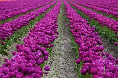 flower field - Tulip Farm, Skagit Valley, Washington, USA Stock Photo - Premium Royalty-Free, Code: 600-03484610